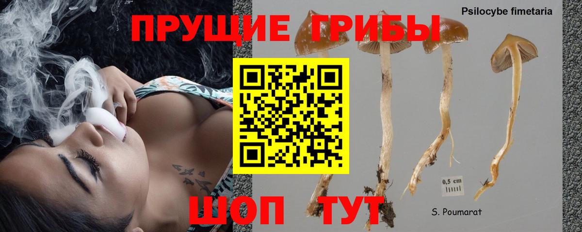 Псилоцибиновые грибы Psilocybe Сергиев Посад